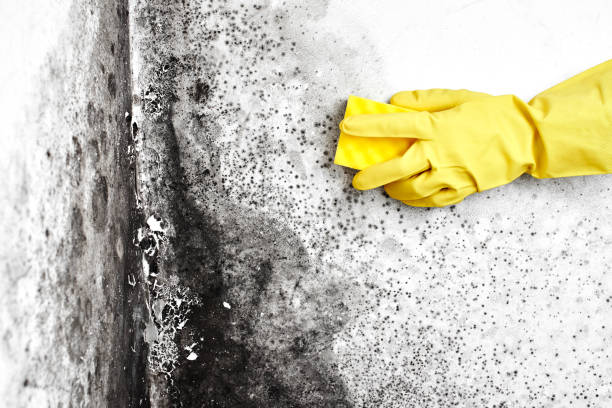 Best Basement Mold Removal  in Round Lake, IL